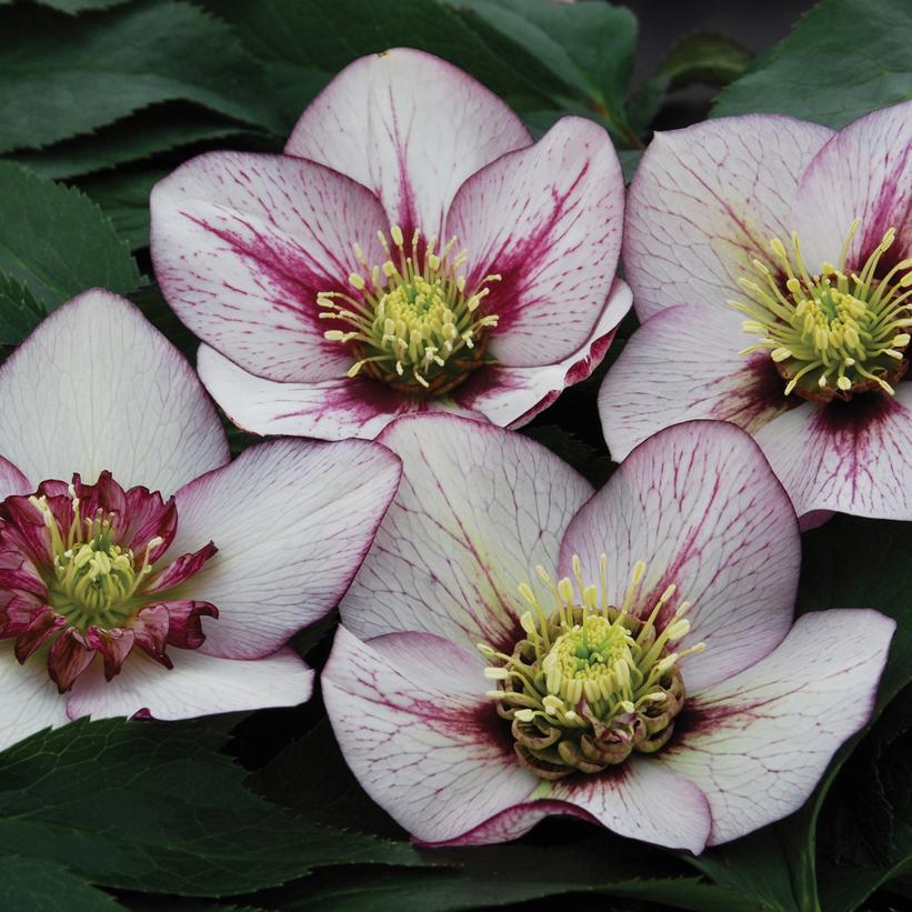 Pink Fizz Lenten Rose