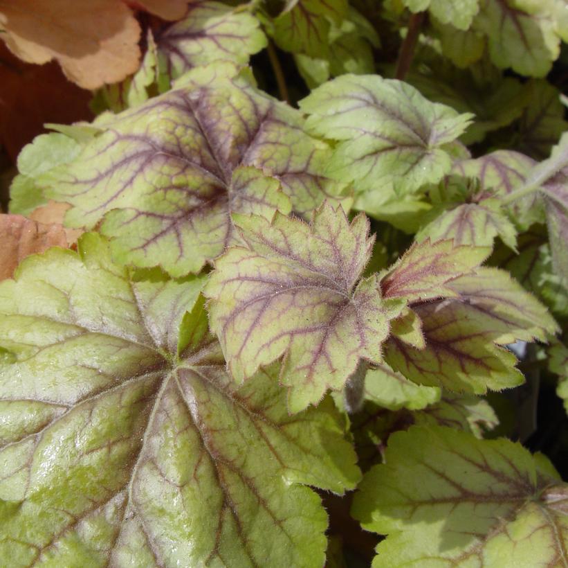 Circus Coral Bells