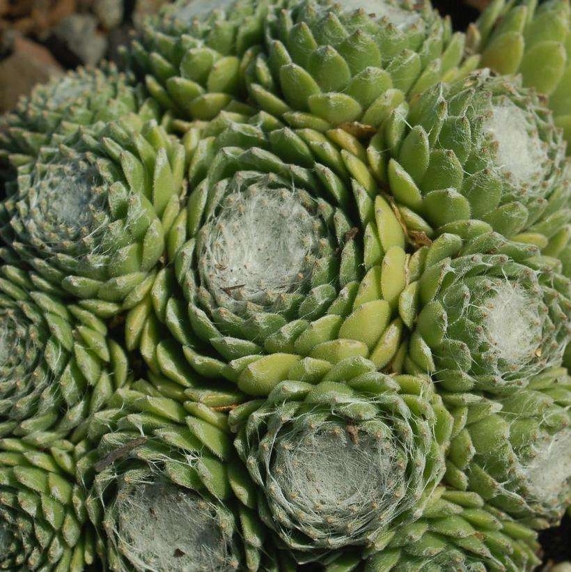 Cobweb Buttons Hens-and-Chicks