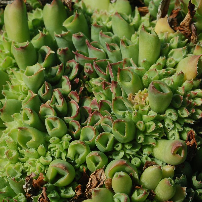 Oddity Hens-and-Chicks