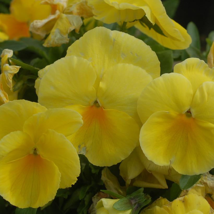 Delta Lemon Viola