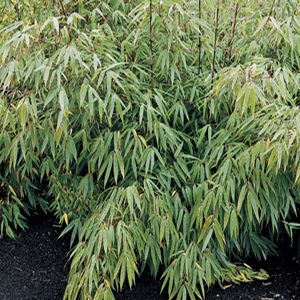 Mountain Clumping Bamboo