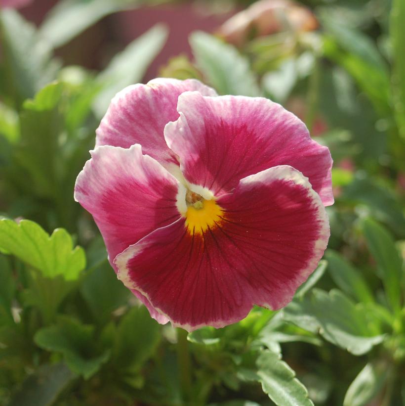 Pansy Strawberry Cream