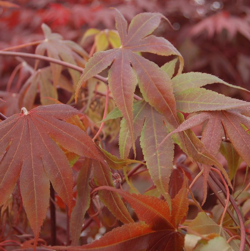 Bloodgood Japanese Maple