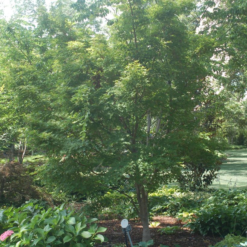 Coral Bark Japanese Maple