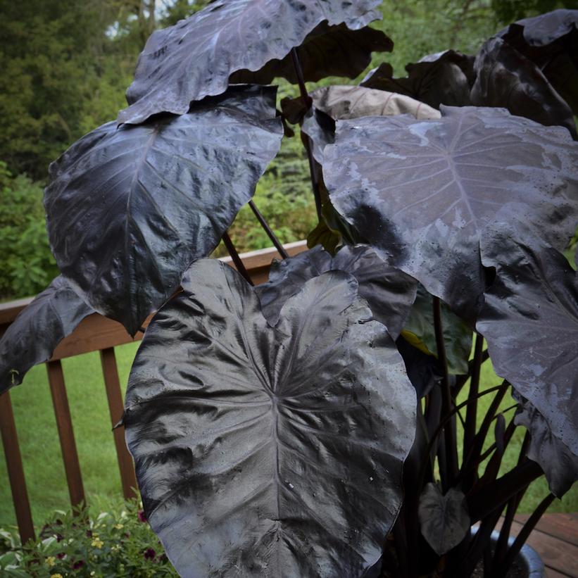 Black Coral Elephant Ears