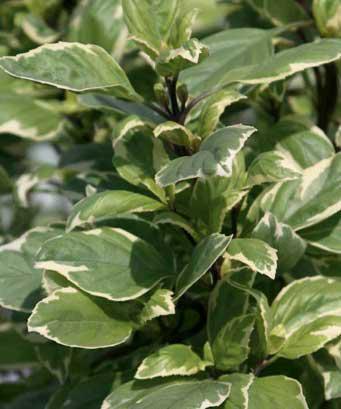 Pesto Perpetuo Basil – Tree Form