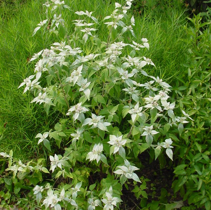 Short Toothed Mountain Mint