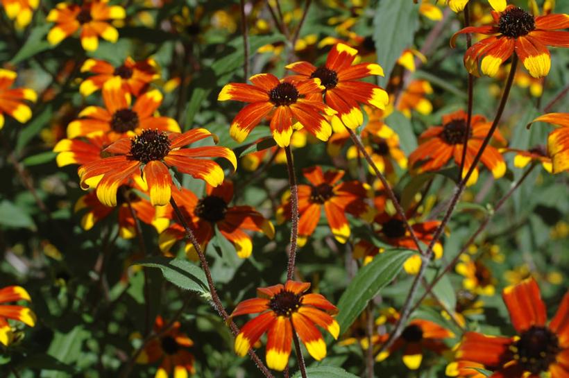 Prairie Glow Brown-Eyed Susan