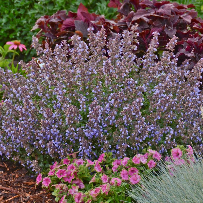 Purrsian Blue Catmint