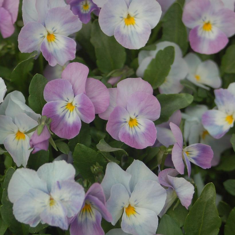 Soft Pink Viola