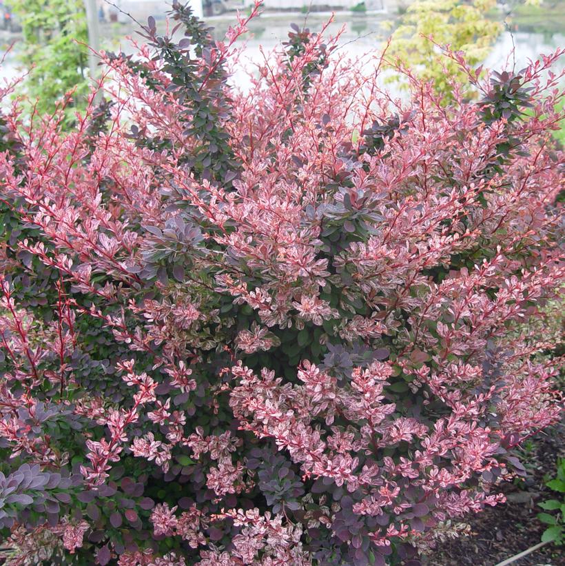 Rosy Glow Barberry