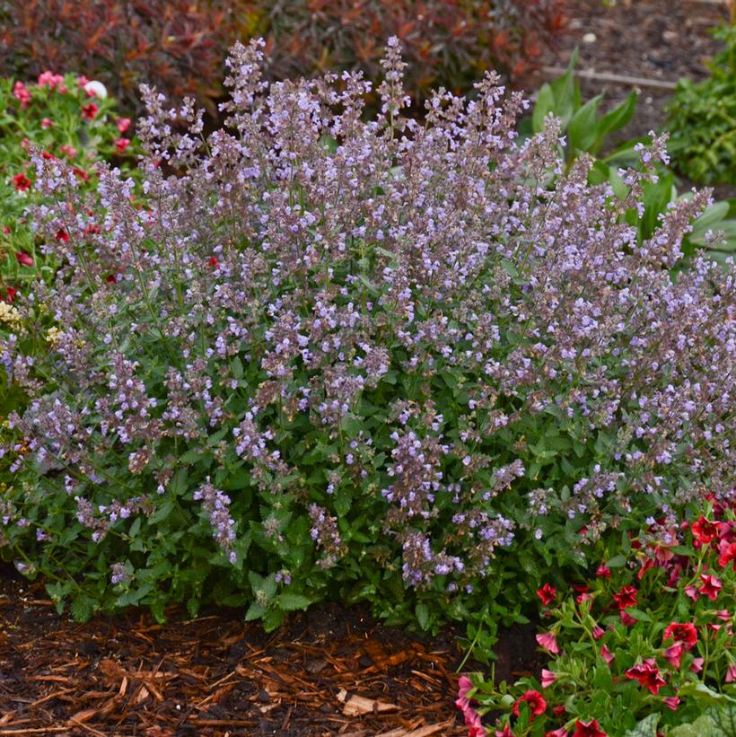 Cat’s Meow Catmint