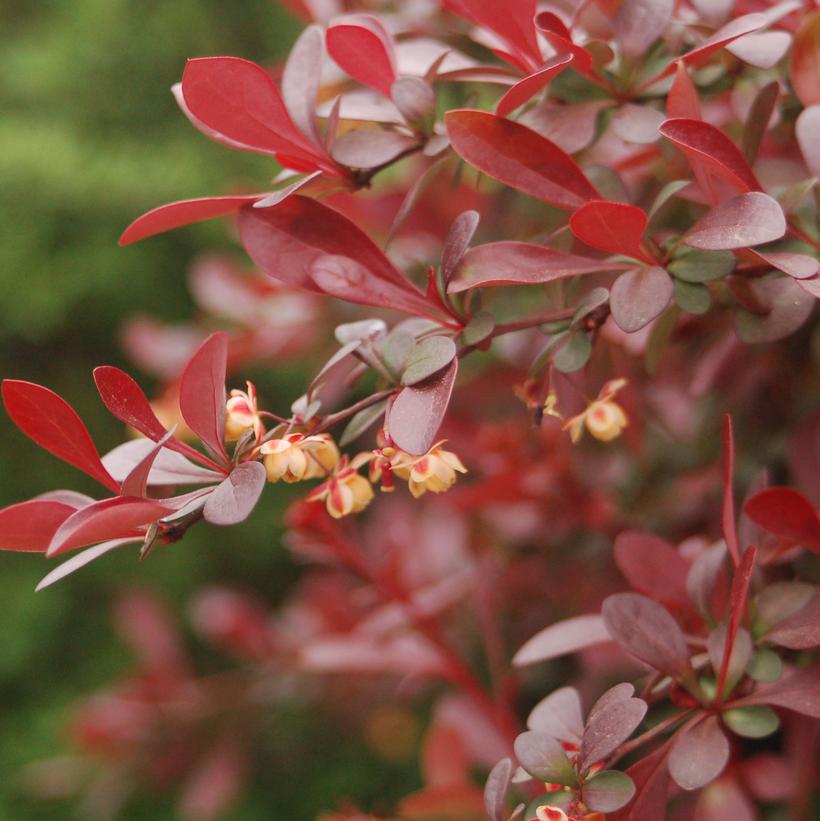 Royal Burgundy Barberry