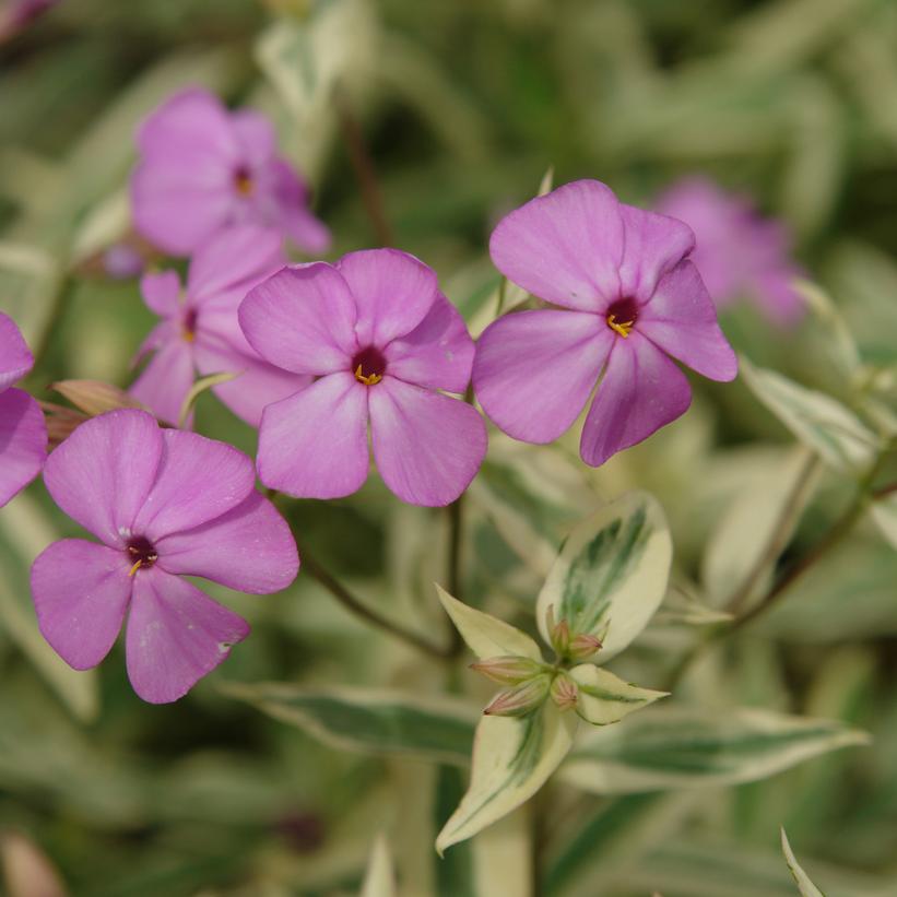 Triple Play Smooth Phlox