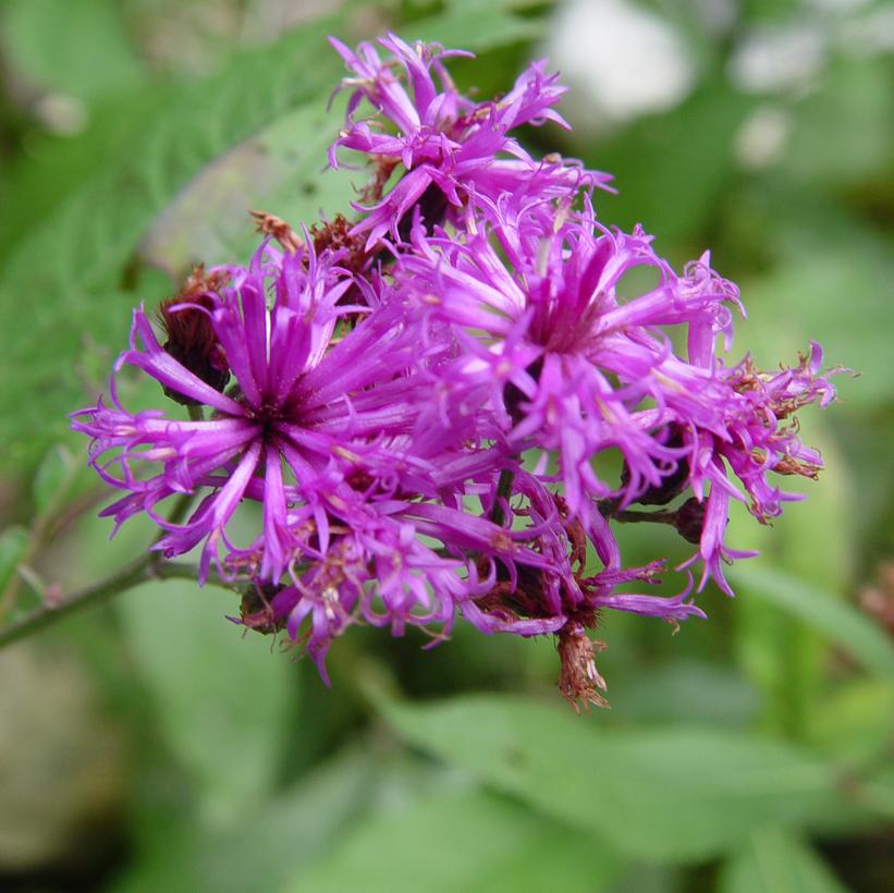 New York Ironweed