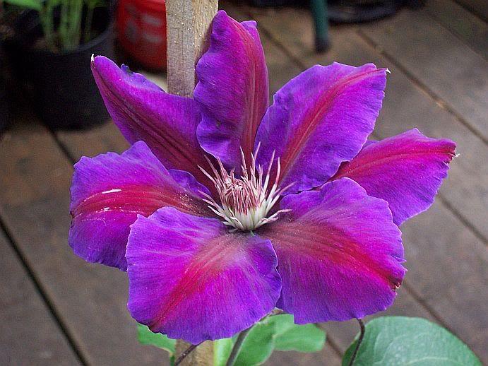Anna Louise™ Clematis