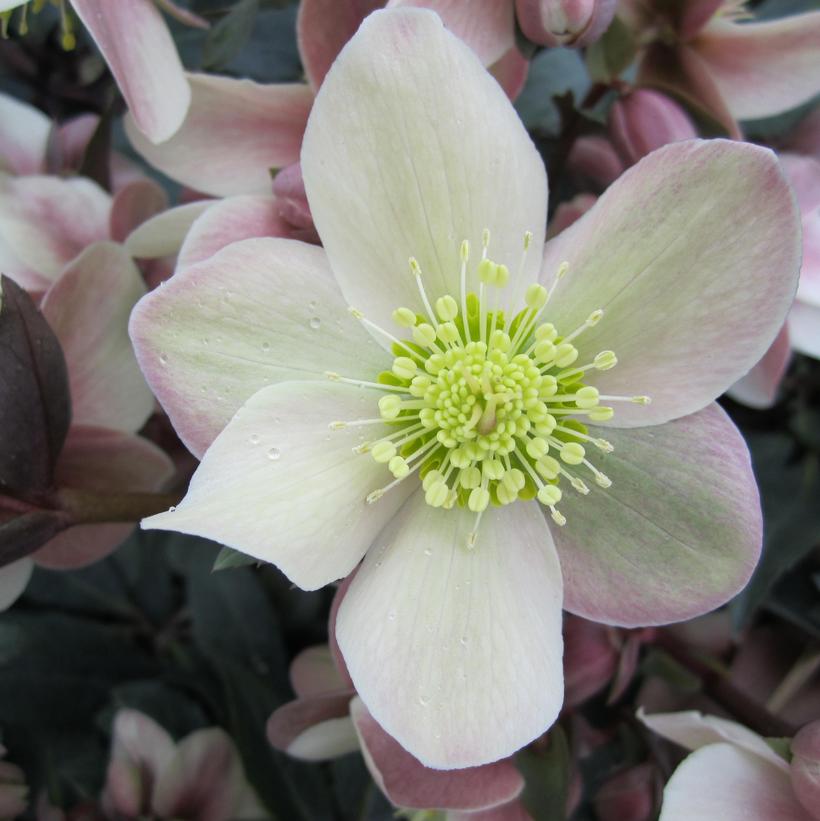 Love Bug Lenten Rose