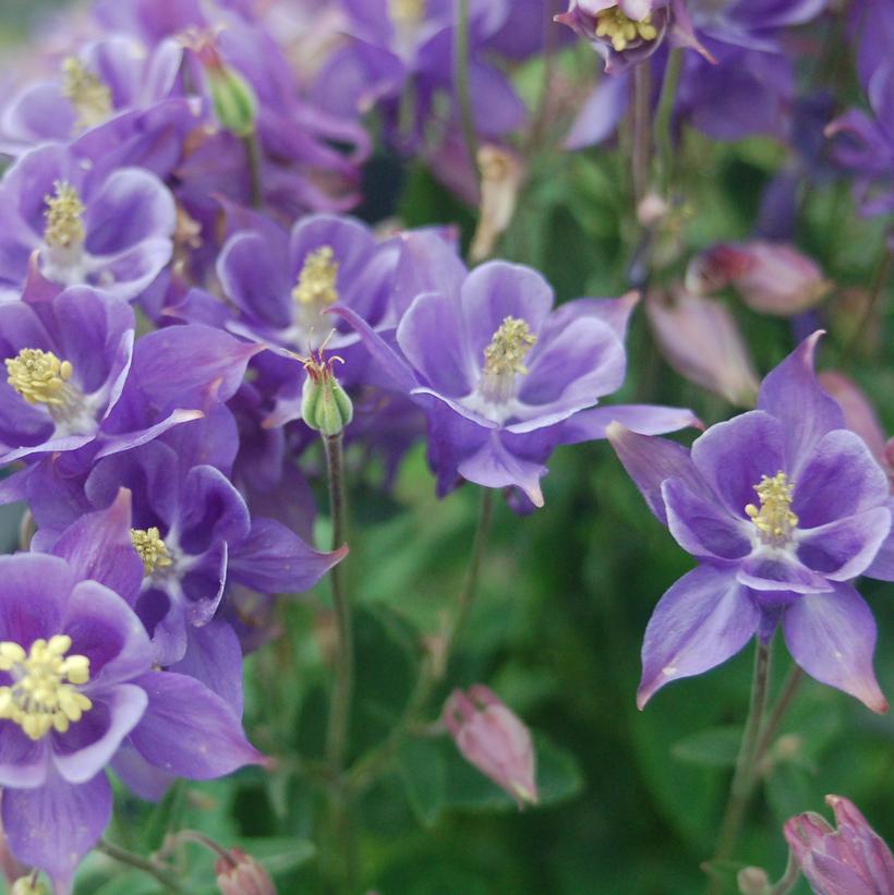 Early Sky Blue Columbine