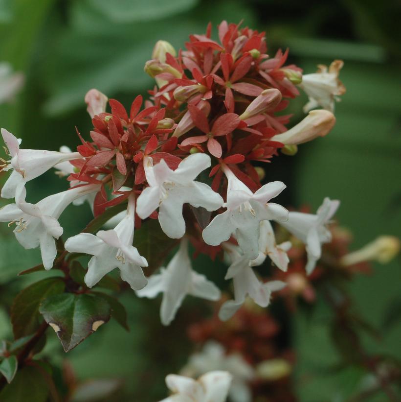 Little Richard Glossy Abelia