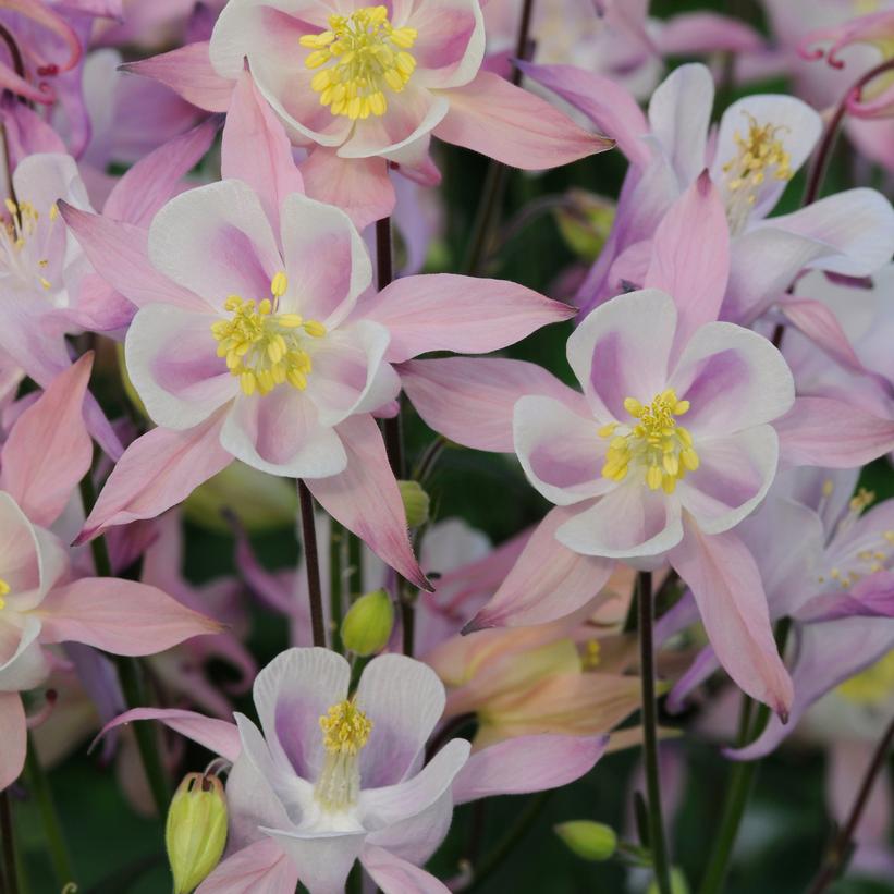 Winky Pink Columbine