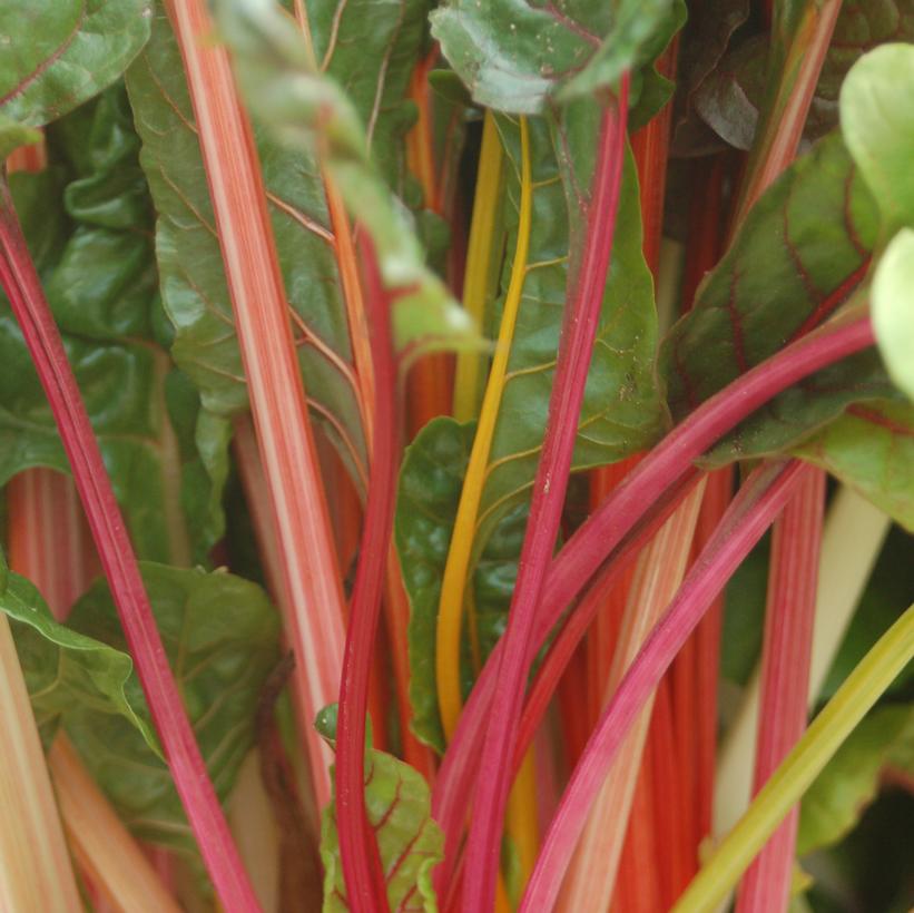 Bright Lights Swiss Chard