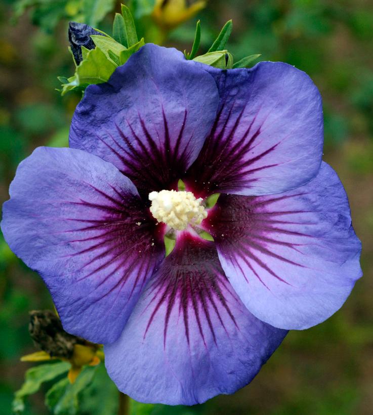 Hawaii™ Rose of Sharon