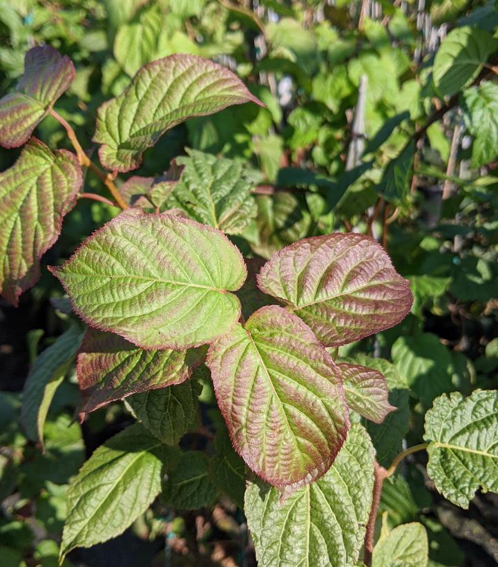 Red Beauty Hardy Kiwi