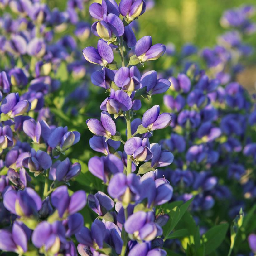 Blueberry Sundae False Indigo