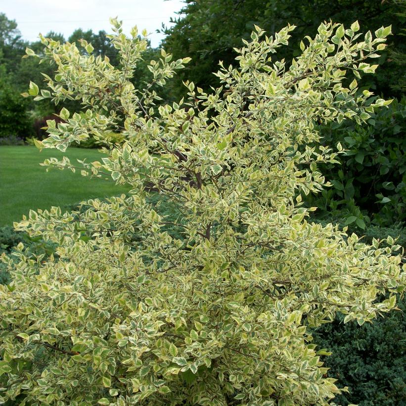 Shiloh Splash Variegated River Birch