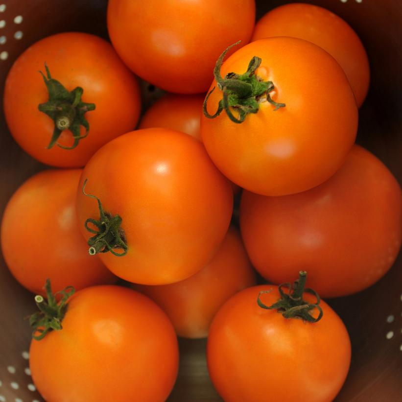 Solar Power Saladette Tomato