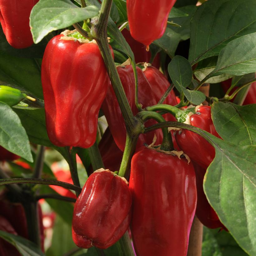 Sweet Heat Hot Pepper