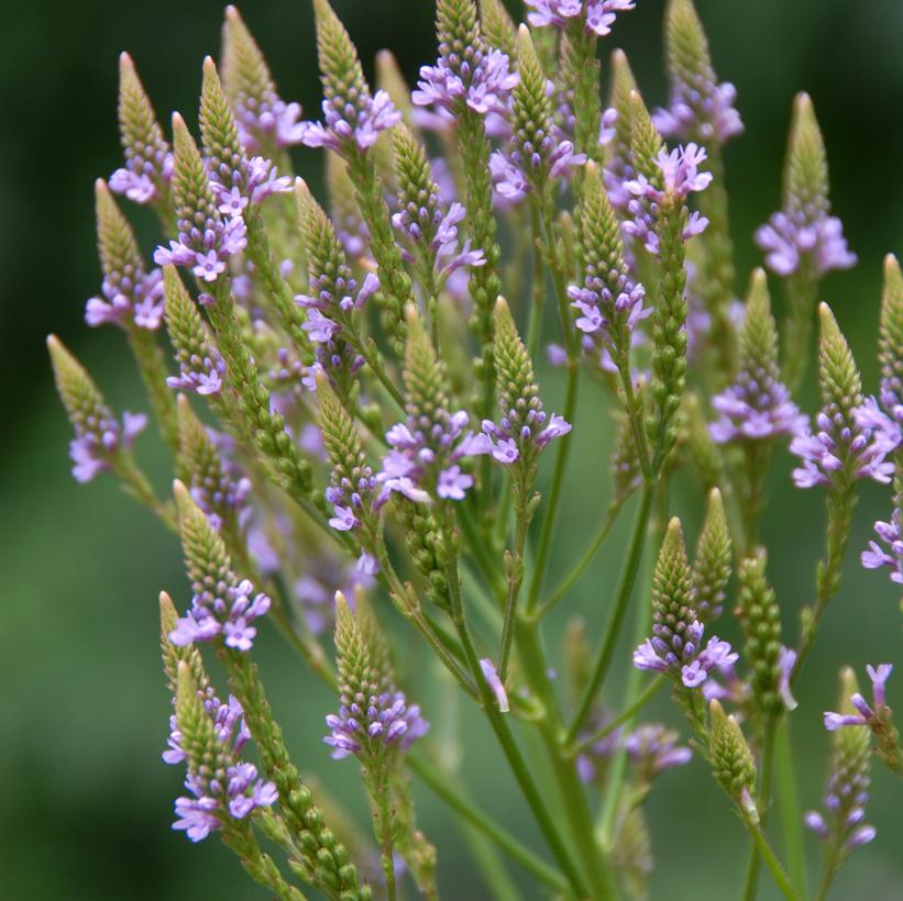 Blue Vervain