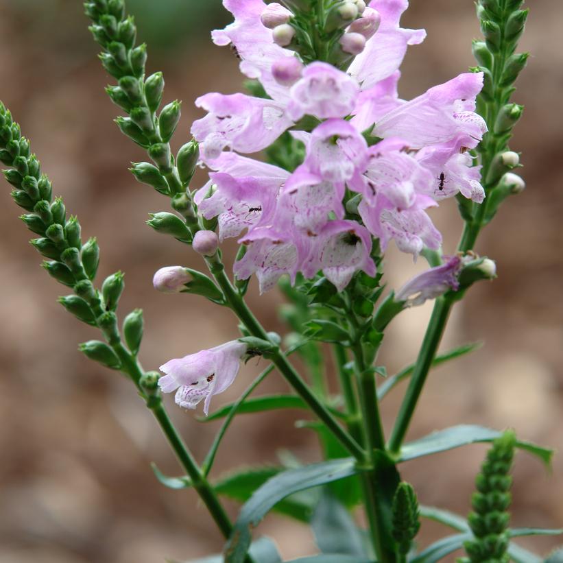 Pink Manners Obedient Plant