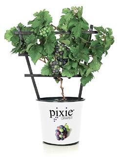 Pinot Meunier Purple Dwarf Grape