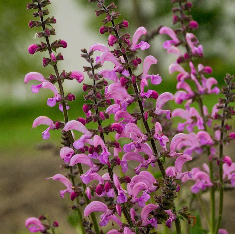 Sweet 16 Flowering Sage