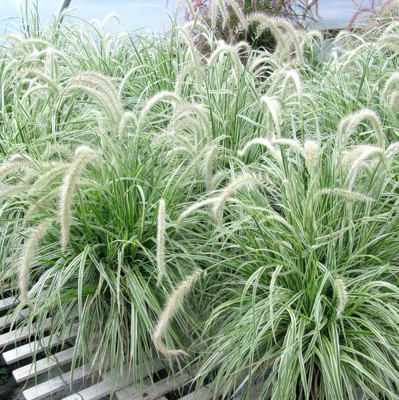 Variegated Green Fountain Grass