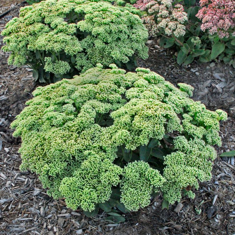 Rock ‘N Grow® Lemonjade Autumn Stonecrop