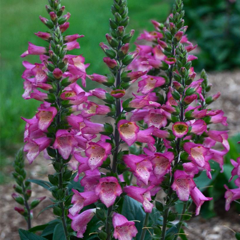 Berry Canary Tropical Foxglove