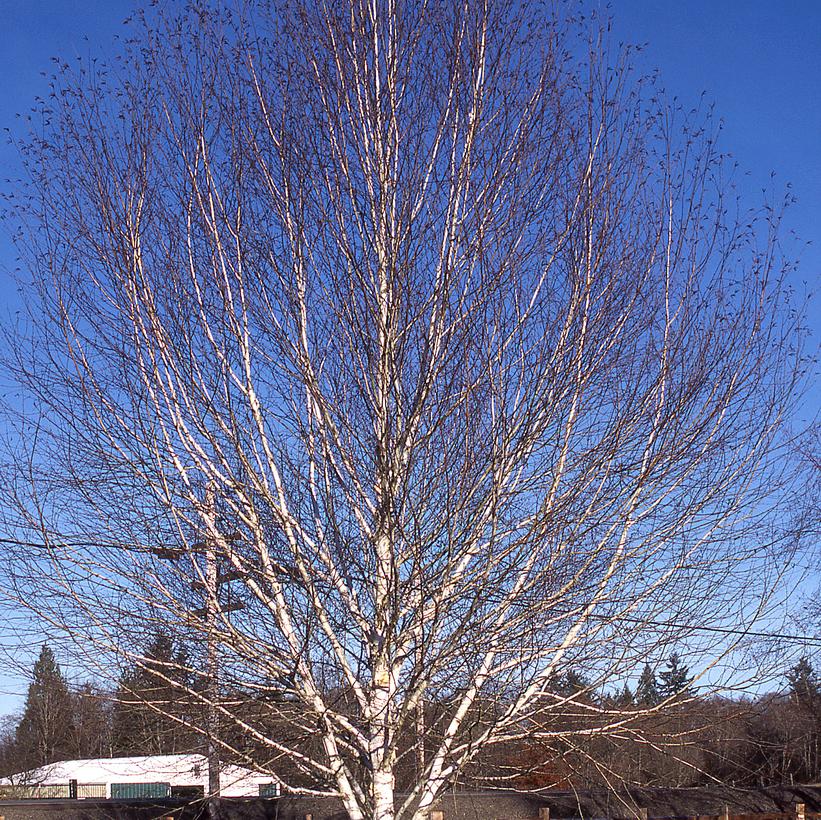 White-Barked Himalayan Birch