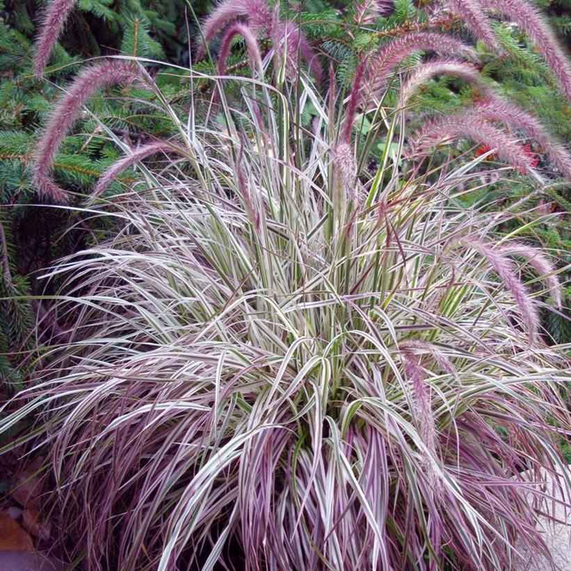 Cherry Sparkler Variegated Pink Fountain Grass