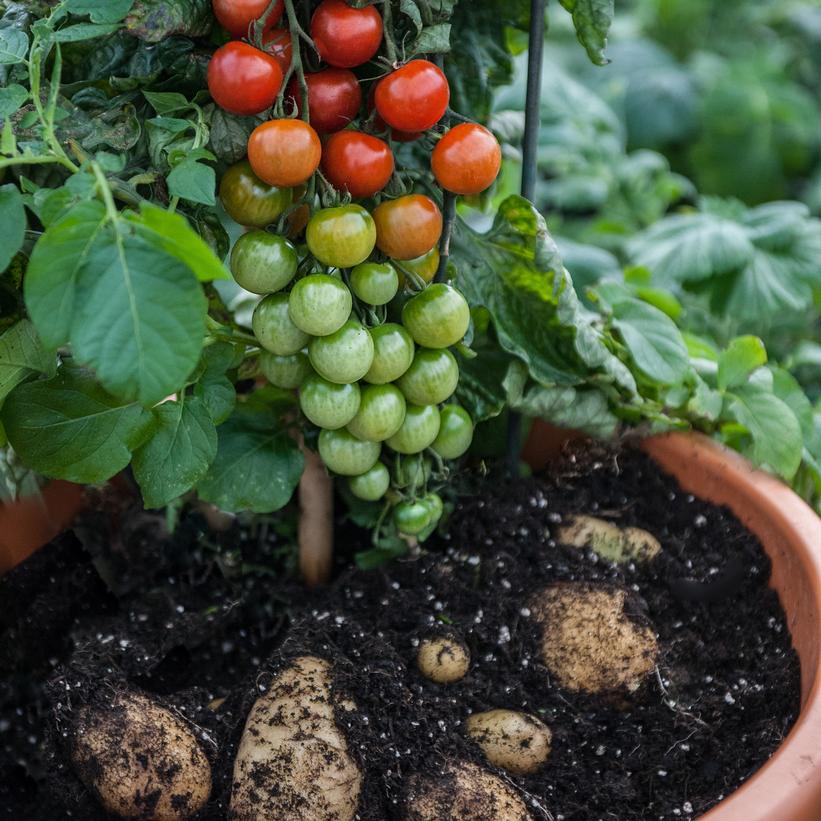 Ketchup ‘n’ Fries™ Grafted Tomato and Potato