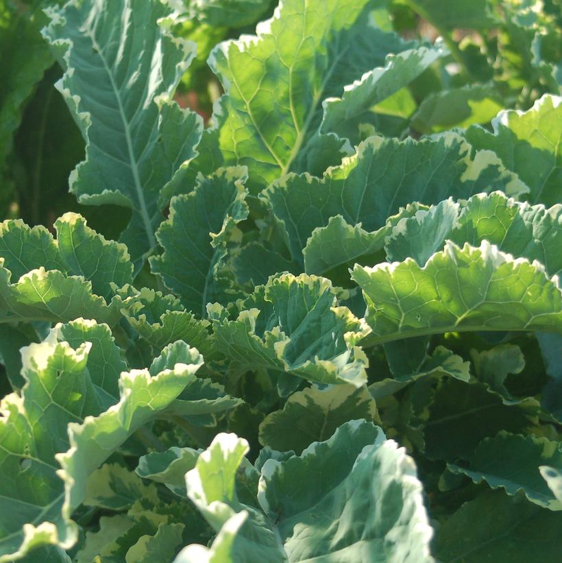 Kosmic Variegated Kale