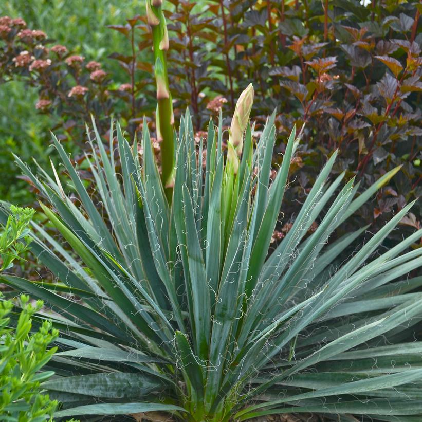 Excalibur Yucca