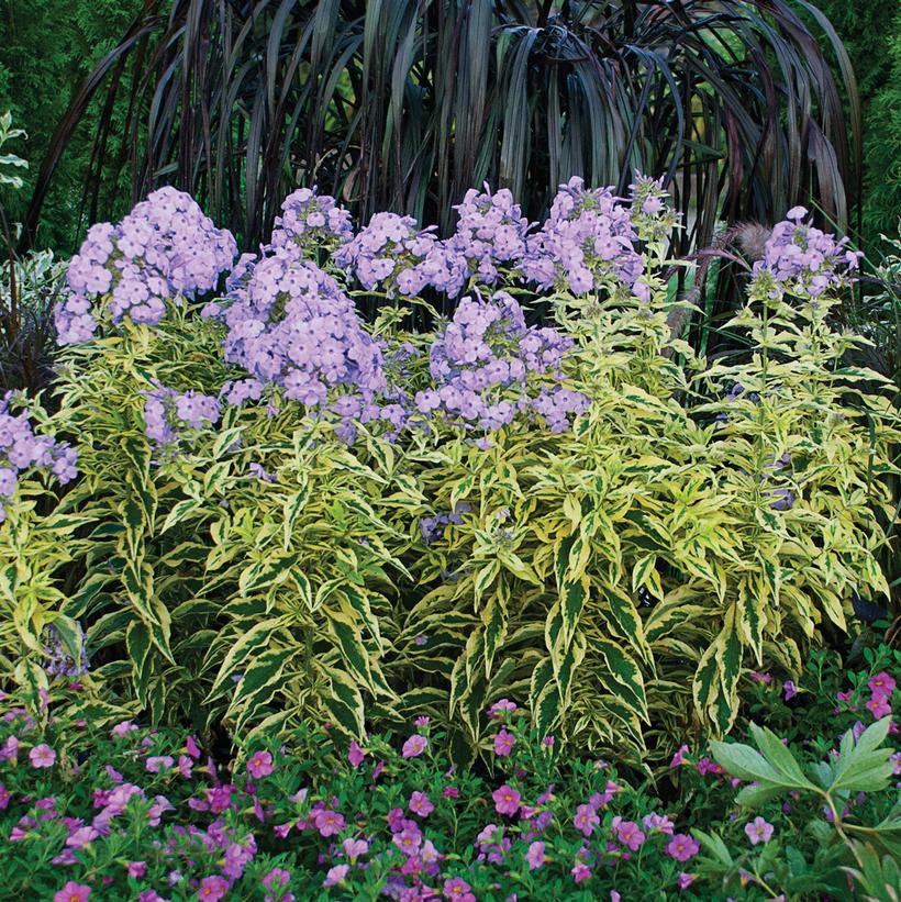 Shockwave Tall Garden Phlox