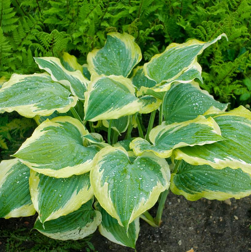 shadowland® Seducer Hosta