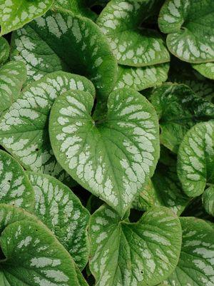 Emerald Mist Bugloss