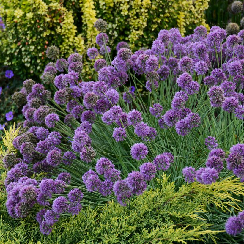 Medusa Flowering Onion