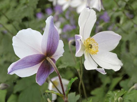 Wild Swan™ Hybrid Anemone