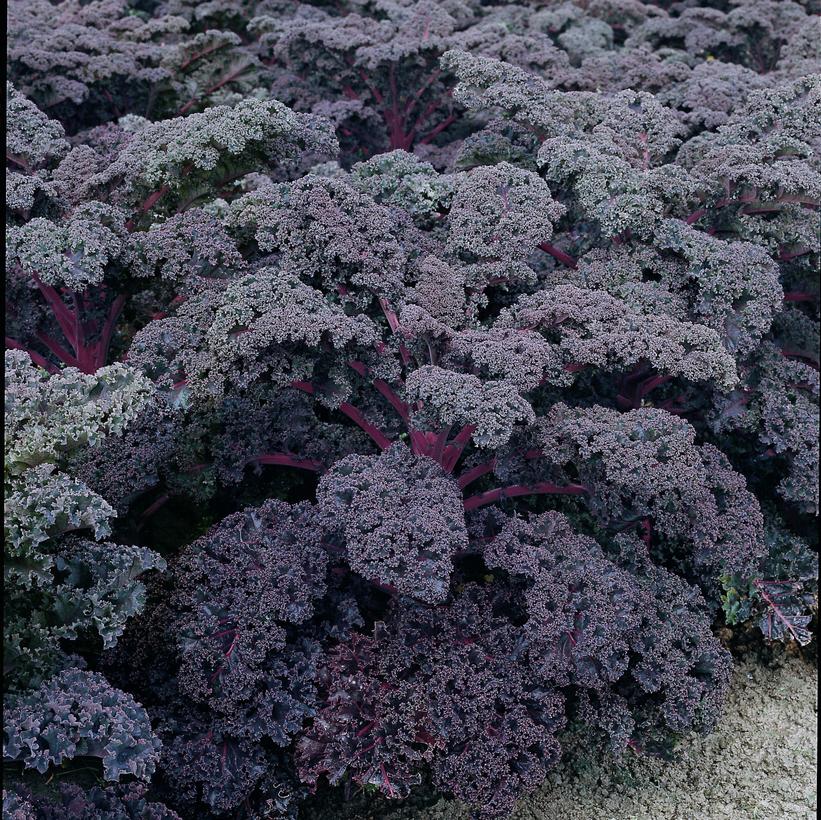 Redbor Purple Kale